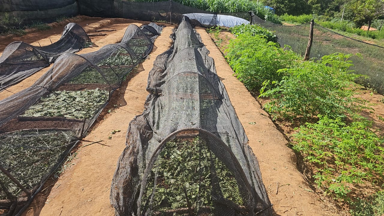 Orgânico Inteligente – campo e agricultores, imagem 2