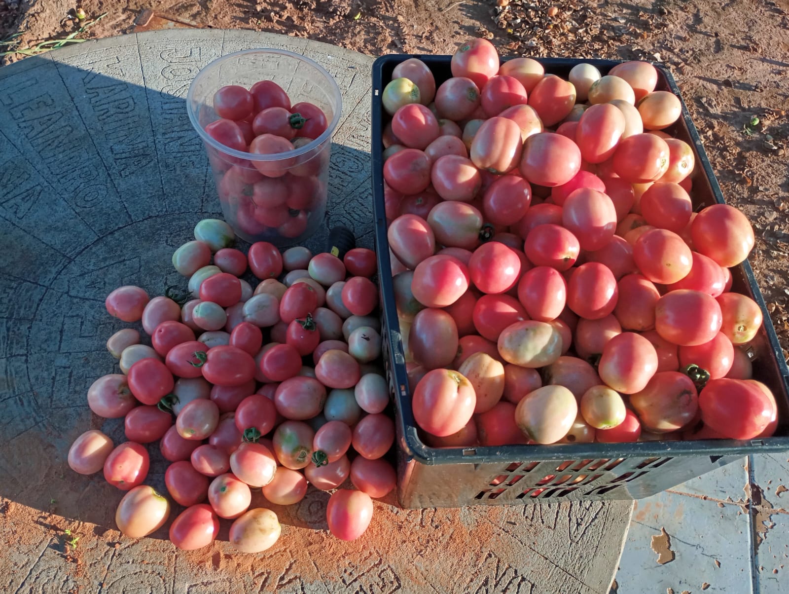 Orgânico Inteligente – campo e agricultores, imagem 4